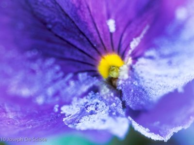 Flowers and Plants