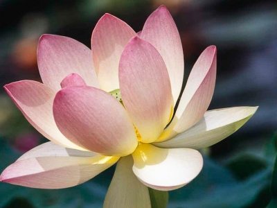 Flowers, Plants, Gardens