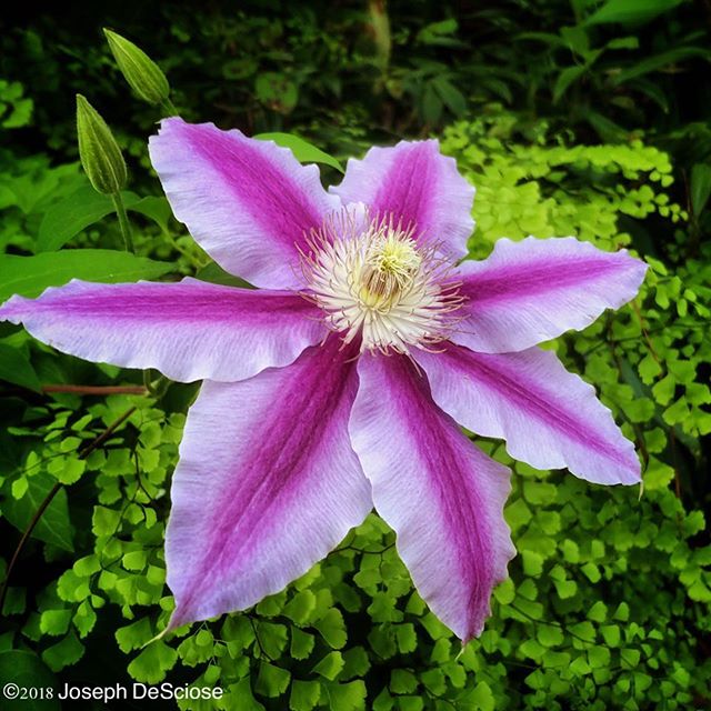 Happy Easter #flowers #clematis #pink #garden #spring