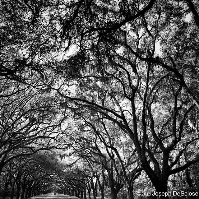 Branching out #trees #liveoak #allée #vanishingpoint #blackandwhite