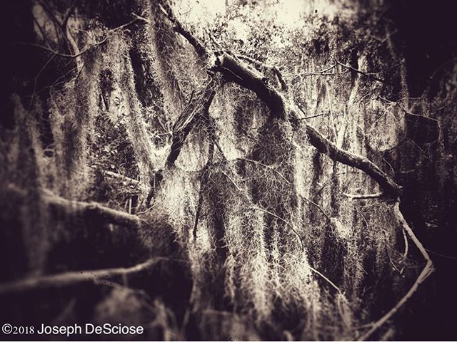 Spanish moss #forest #nature #parasite #trees