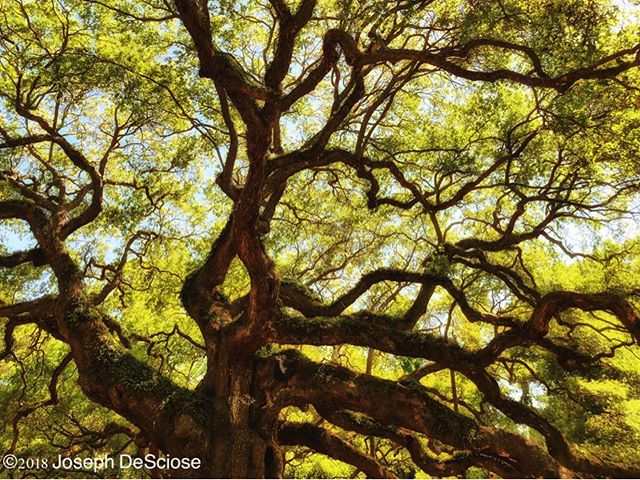 Angel Oak #tree #liveoak #survival #perseverance #branches #shape #silhouette