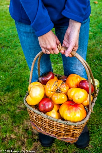 A basket of fresh organic heirloom tomatoes,