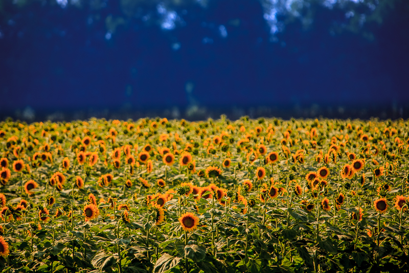 Sunflower field in Kentucky