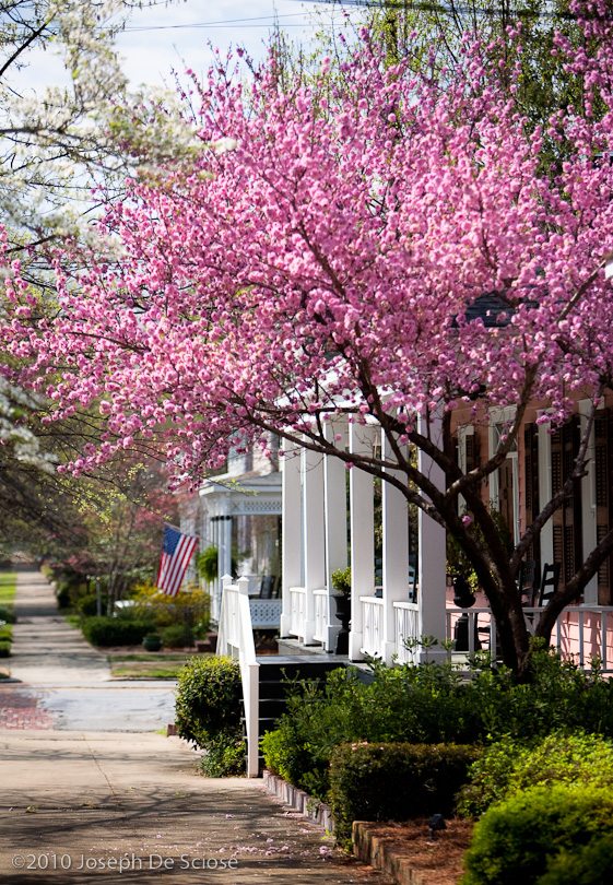 Cherry blossoms, Columbus, Georgia