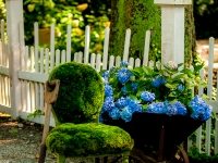 Hydrangeas, Hudson Garden, Douglasville, Georgia