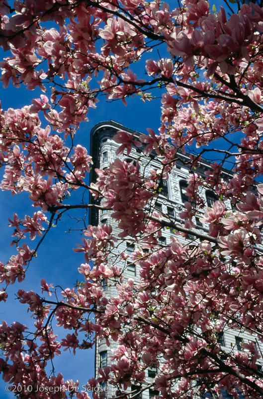 Flat Iron Building framed by Magnolia blossoms, spring, New York City