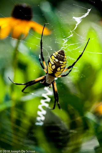 garden spider in a web