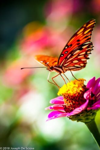 Butterfly on zinnia flower