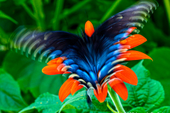 Fluttering Butterfly on Tithonia Flower