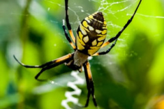 garden spider in a web