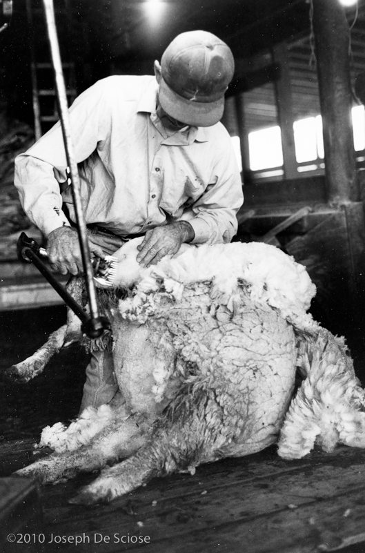 Sheep shearing, Virginia, 1983 Virginia,