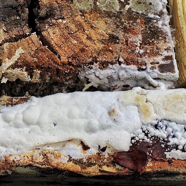 Fungi on rotting wood from my deck. rot fungi Joseph De Sciose