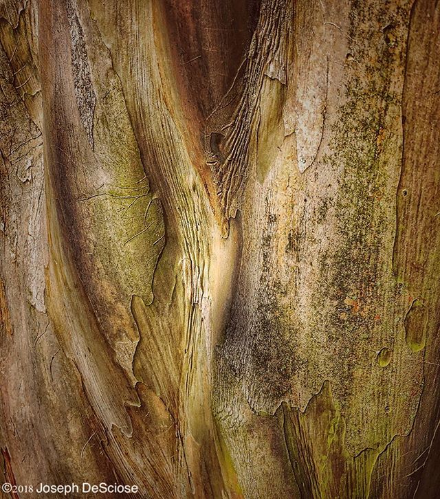 Bark #texture #crapemyrtle #botanical #shapes #equivalent #sensuality