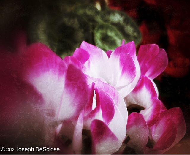 Cyclamen #commercialphotography #alabama #editorialphotography #cyclamen #seasonalplant #horticulturalphotography #abstract #petals #editorialphotography #beauty