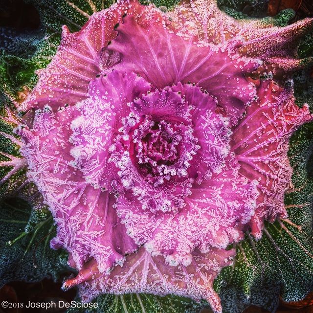 Frost on kale #commercialphotography #alabama #editorialphotography #kale #garden #symmetry #leaves #ornamentalplants #ice #gardenphotography #landscape