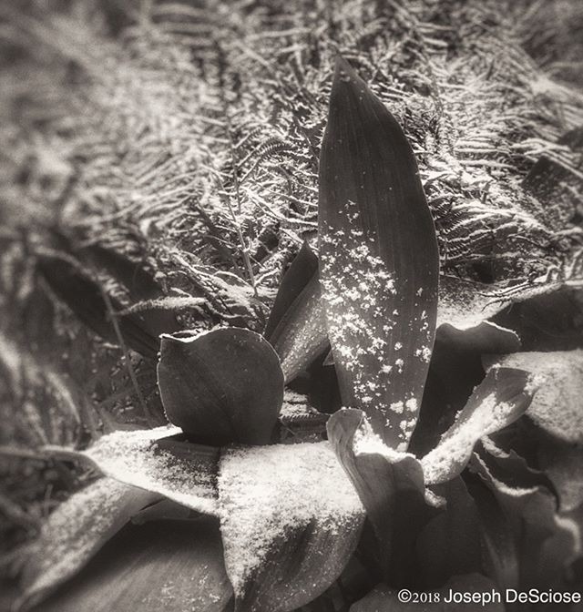 Snow falling on leaves #leaves #commercialphotography #alabama #landscapephotography #symmetry #snow #aspidistra #ferns #leaves #garden #bnw_captures