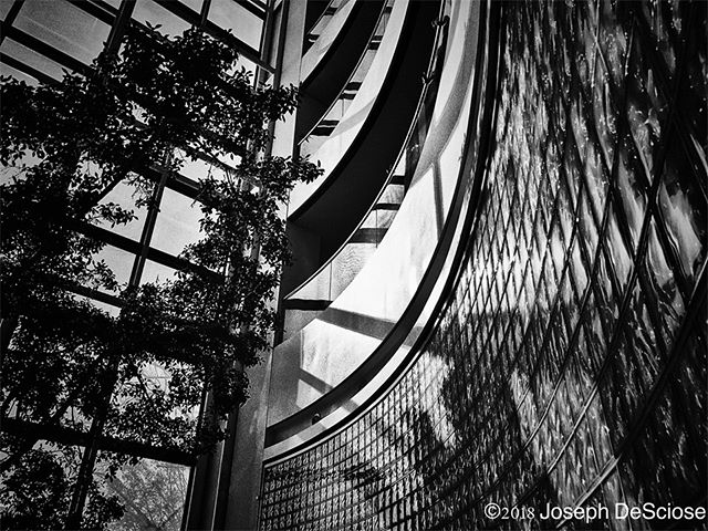 Curves and shadows #commercialphotography #alabama #symmetry #editorialphotography #architecture #indoorplants #glass #reflection #perspective #inspiration #shadows #blackandwhite #noir