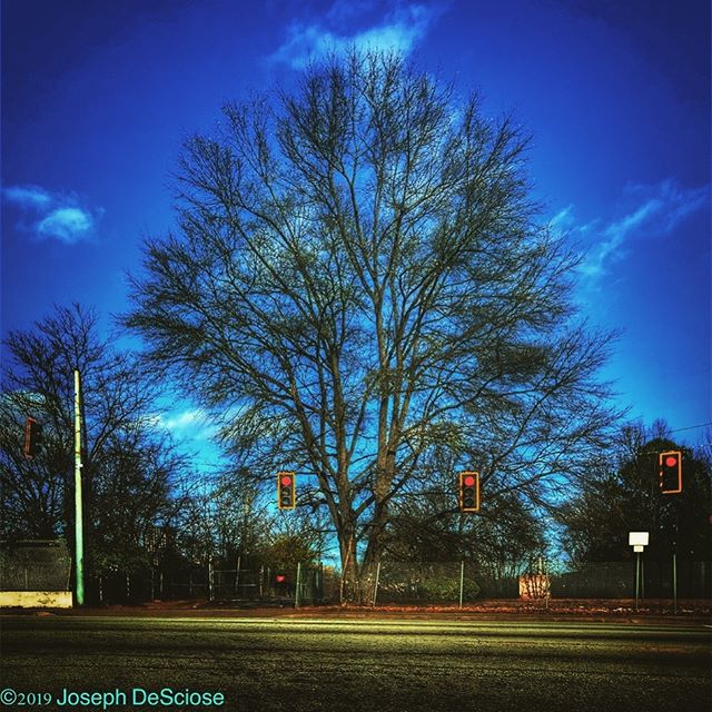 Stop & grow #commercialphotography #editorialphotography #atlanta #tree #blue #sky #trafficlights #urban #fineartphotography #desolate #winter #noperson