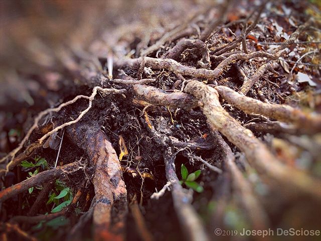 What lies beneath #fineartphotography #commercialphotography #geometric #chaos #roots #plant #botanical #horticulture #beauty #growth