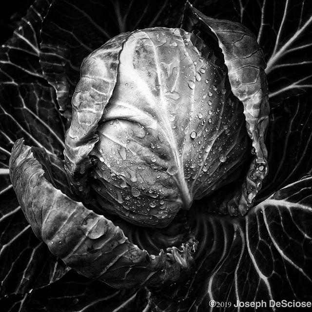 Veins #fineartphotography #commercialphotography #geometric #chaos #vegetable #garden #edible #perfection #water drops #alabama