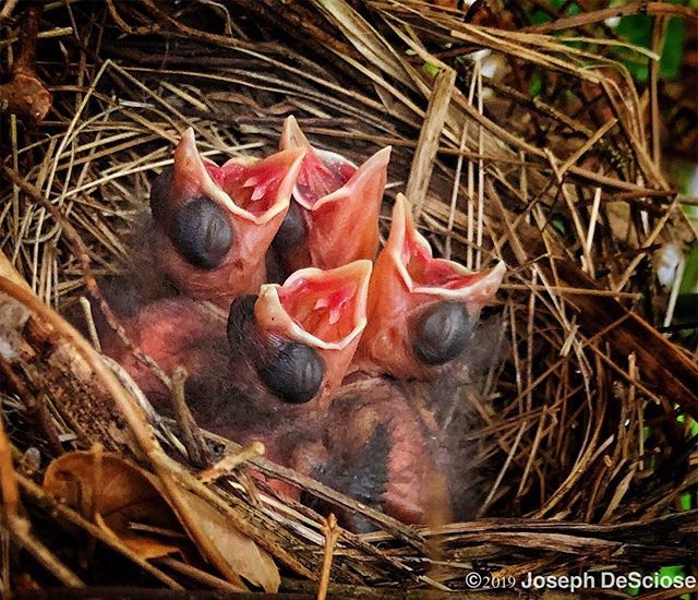 Feed me now #climbingroses #fineartphotography #commercialphotography #birds #cardinals #nest #life #mouth #babybirds #hatchlings