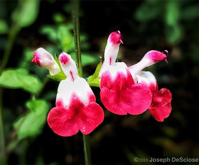 Hot Lips #salvia #fineartphotography #commercialphotography #garden #perennials #horticulture #flowers #spring