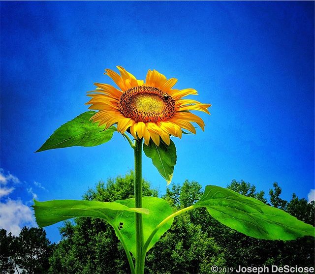 Big sunflower #fineartphotography #commercialphotography #flower #annual #garden #summer #yellow #sky #leaves #pollinator