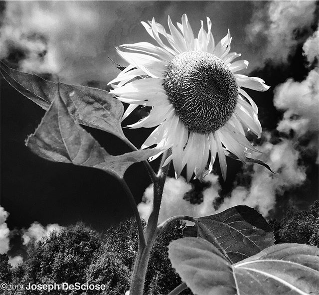 Garden drama #sunflower #commercialphotography #fineartphotography #horticulturalphotography #plantnoir #bnw_of_our_world #bnwphotography #bnwmagazine #hoover #alabama #summer