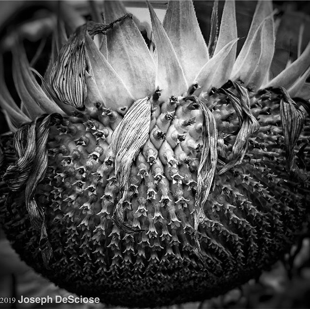 Death becomes her #sunflower #garden #commercialphotography #fineartphotography #horticulturalphotography #petals #florets #alabama #hoover #summer
