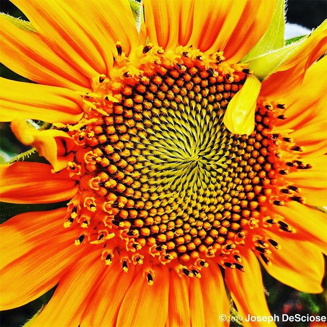 Inflorescence #fineartphotography #commercialphotography #alabama #naturephotography #horticulturalphotography #botanical #sunflower #petals #florets #fibonacci #garden #summer #design #nature