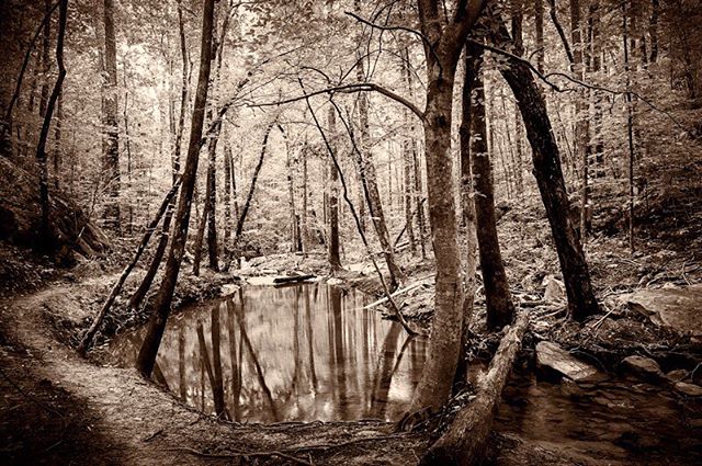 Fairy Pond in the Woods at Moss Rock #alabama #hoover #commercialphotography #fineartphotography #landscapephotography #interiordesign #decorativephotography #nature #peaceful #meditation #water #reflections #trees #native plants #shadows