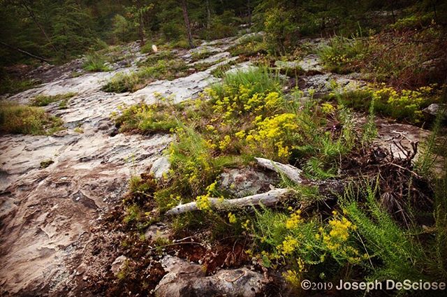 Native plants on Sandstone Glade at Moss Rock #alabama #hoover #commercialphotography #fineartphotography #landscapephotography #interiordesign #decorativephotography #nature #peaceful #meditation #water #trees #nativeplants #outdoors #hiking #inspiration #sandstone
