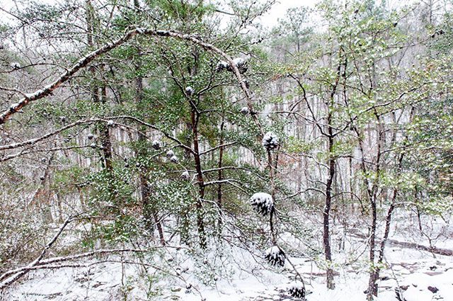 Winter is coming to the moss rock preserve #alabama #hoover #commercialphotography #fineartphotography #landscapephotography #interiordesign #decorativephotography #nature #peaceful #meditation #snow #winter #pinetrees #trees