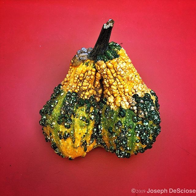 Oh Gourd! #gourd #garden #vegetable #equivalence #alabama #naturephotography #stilllife #seasonal #autumn #editorialphotography #fineartphotography #texture