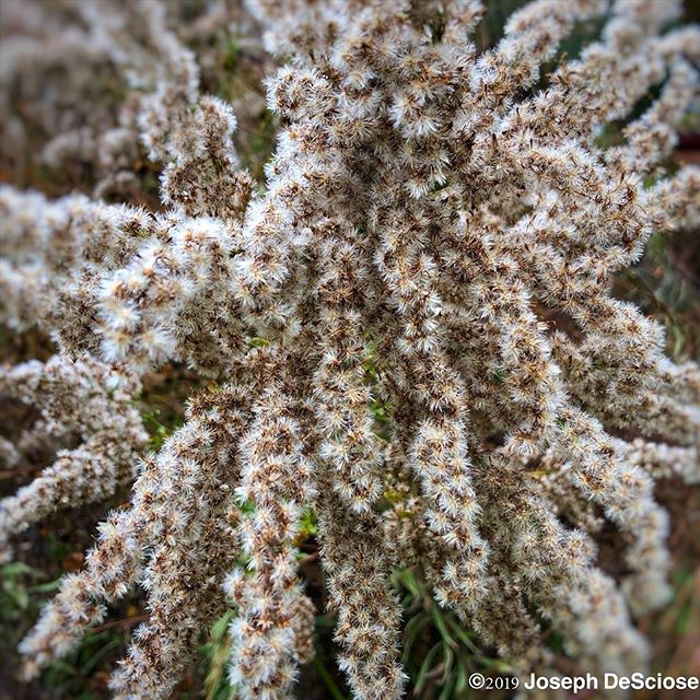Golden rod seed head #plant #autumn #nature #gardenphotography #landscapephotography #fineartphotography #decorativearts #cycleoflife
