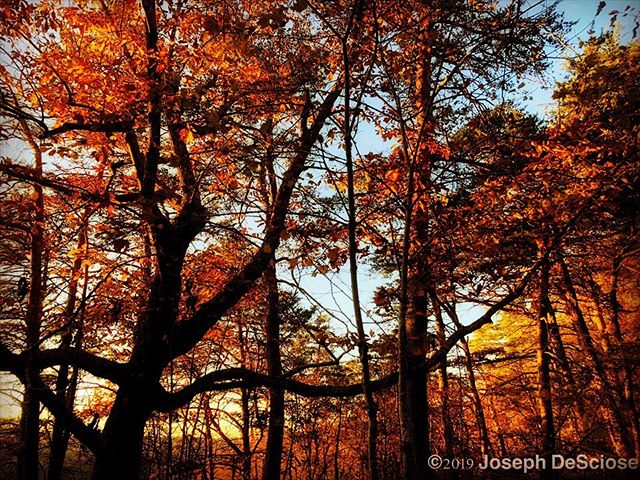 I love autumn #alabama #trees #fallcolors #botanical #naturephotography #fineartphotography #silhouette #forest #afternoonlight #nature