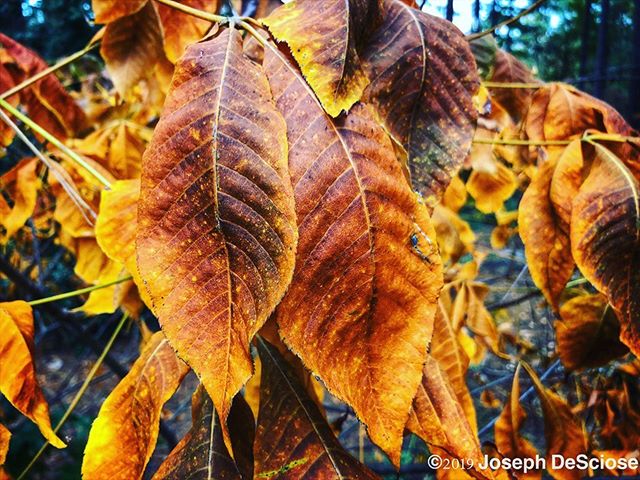 I love autumn #buckeye #leaves #fallcolors #nature #landscapephotography #fineartphotography #alabama #decorativearts #seasonal #perennialgarden