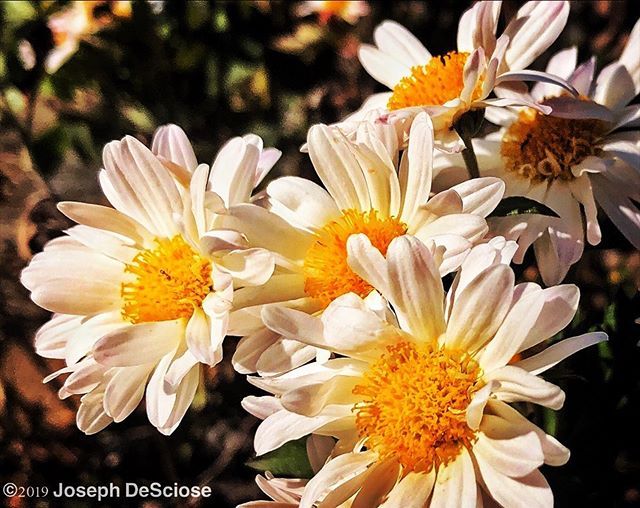 Perennial mum #fineartphotography #garden #chrysanthemum #seasonal #autumn #nature #landscape #design #flower