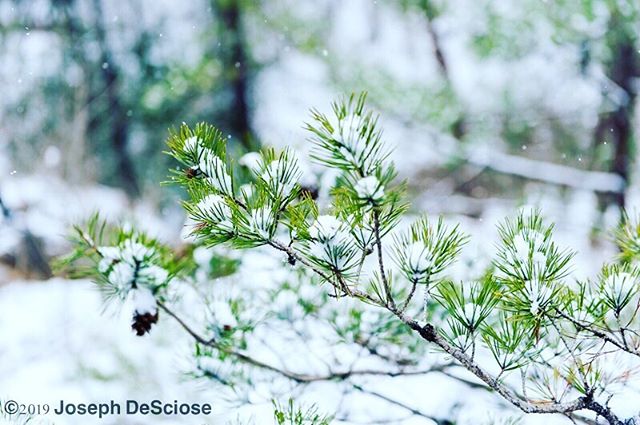 Snow in Moss Rock #alabama #hoover #commercialphotography #fineartphotography #landscapephotography #interiordesign #decorativephotography #nature #peaceful #meditation #snow #winter #pinetrees