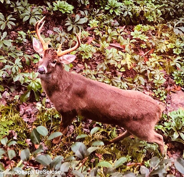 A buck in the morning #wildlifephotography #deer #fineartphotography #commercialphotography #alabama #hoover #nature #garden #deer #photography #antlers