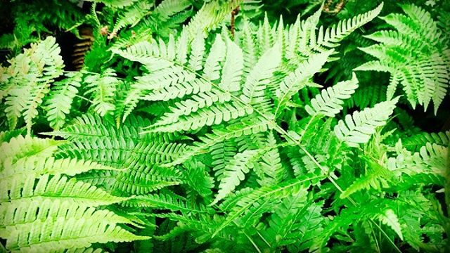 Chimes and ferns #garden #ferns #fineartphotography #plants #green #sound #naturephotography #nature #landscape #alabamaphotographer #outdoor #meditation #contemplation