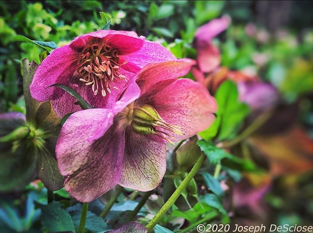 Hellebores #garden #spring #perennial-plant #alabama #fineartphotography #decorativearts #pink #horticulture #lenten rose #seasonal #gardenphotography
