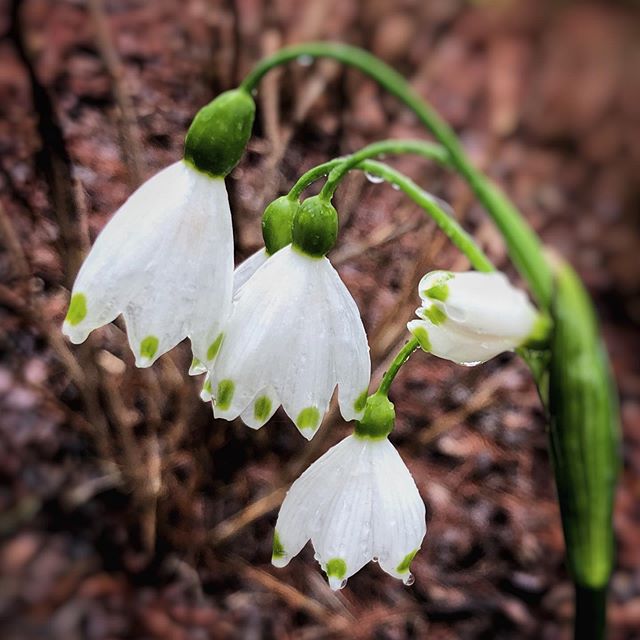 Spring delight #leucojum_aestivum #snowdrops #bulb #spring #perennials #fineartphotography #garden #gardenphotography #alabama #horticulture #flower #seasonal