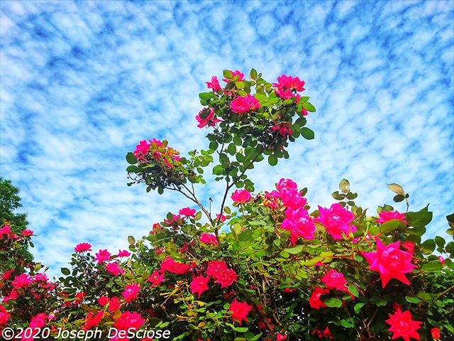 Knock out against the sky #rose #spring #sky #clouds #garden #alabama #fineart #photography #flowers #blooms #botanicalphotography