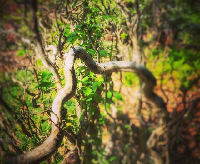 Walking stick #garden #twist  #branch #alabama  #fineart #photography #horticulture