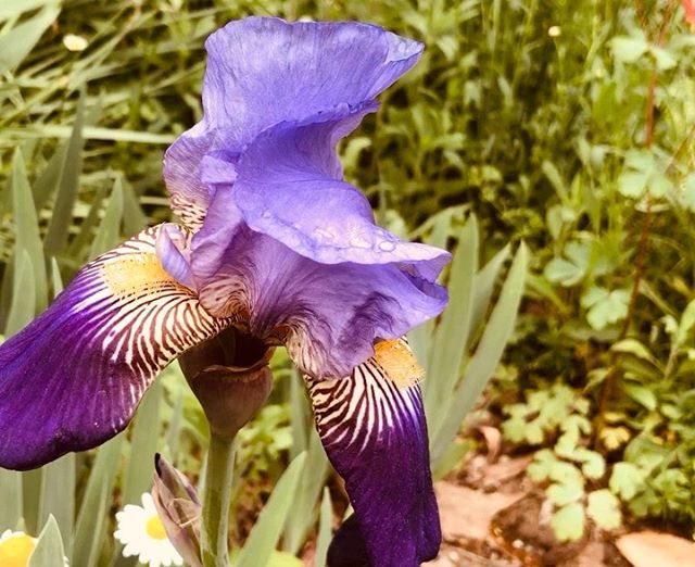 Happy Easter #garden #iris #spring #seasonal #flower #alabamaphotographer #botanicalart #inspiration #rhizome #petals