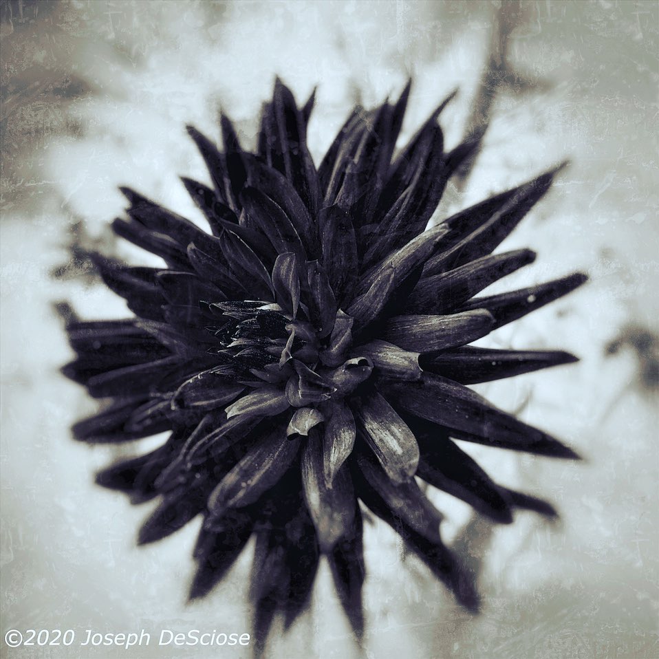 Black dahlia #beauty #flower #garden #summer #respite #refuge #contemplation #petals #tuber  #amazing #beauty #inspiration #fineartphotography #alabama #botanical #horticulture