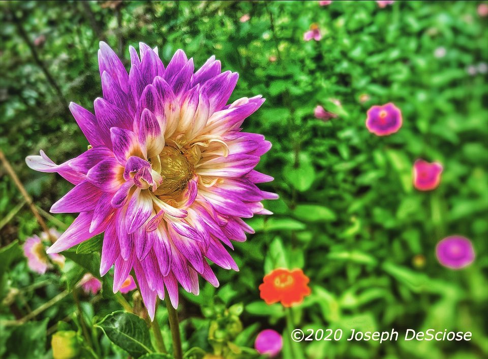 Dahlia happiness #garden #summer #flower #beauty #grace #inspiration #fineartphotography #alabama