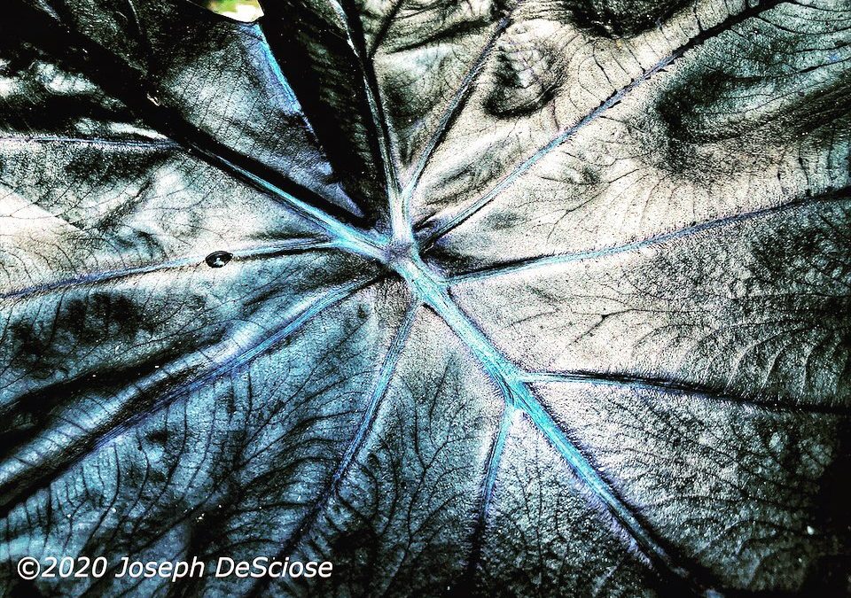 Textures #leaf #veins #botanical #elephantears #colocasia #abstract #fineartphotography #alabama #garden #summer #tropical-plant